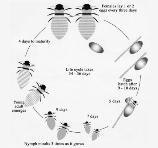 The diagram below shows the life cycle of the honey bee.

Write a report for a university, lecturer describing the information shown below.

Summarise the information by selecting and reporting the main features and make comparisons where relevant.