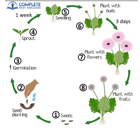 The diagram below shows the life cycle of a flower and the various stages it goes through.