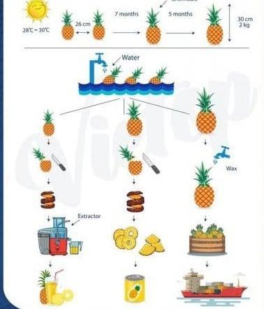 The diagram below shows the process of growing and preparing pineapples and pineapple products.