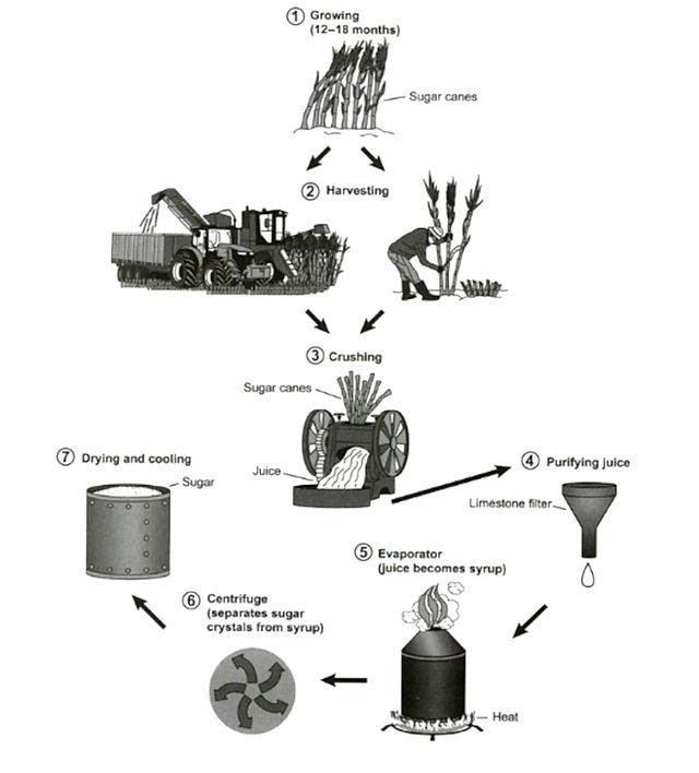 The diagram below shows the manufacturing process for making sugar from sugar cane .

Summarize the information by selecting and reporting the main features and make comparisons where relevemt