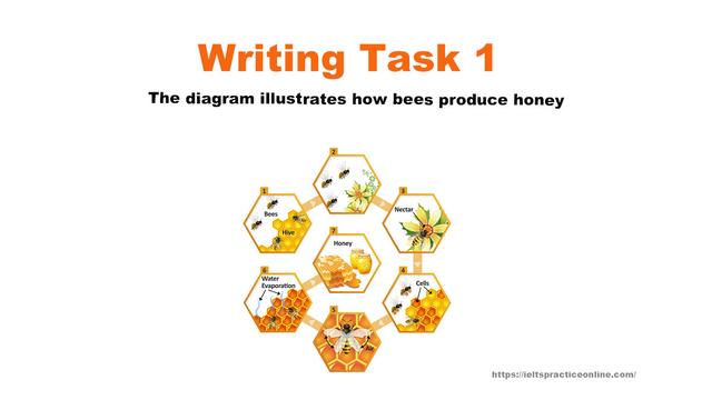 The diagram illustrates how bees produce honey.

Summarise the information by selecting and reporting the main features, and make comparisons where relevant.