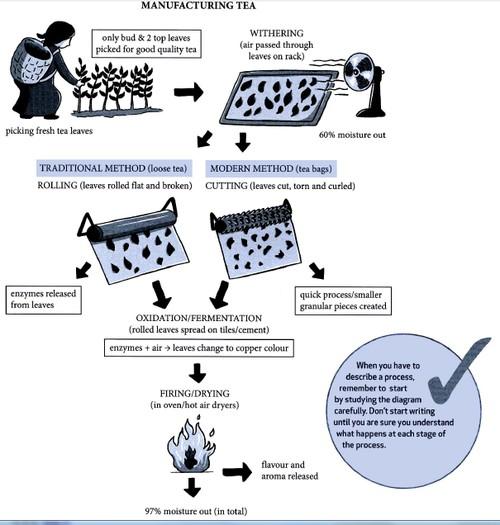 The diagram illustrates black tea manufacturing process using two different methods.