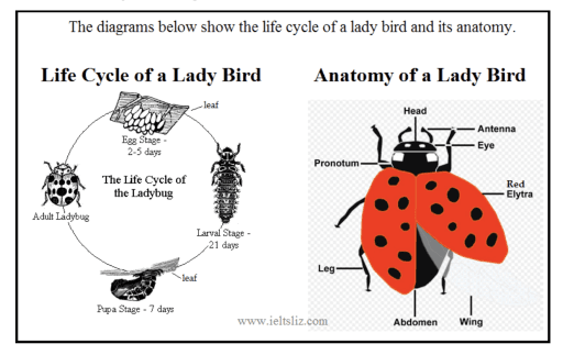 The diagram below describes the life cycle of a lady bird and its anatomy.

Summarize the information by selecting and reporting the main features and make comparisons where relevant.