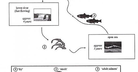 The diagrams below show the life cycle of a species of large fish called salmon. Summaries the information by selecting and reporting the main features and make comparisons where relevant.