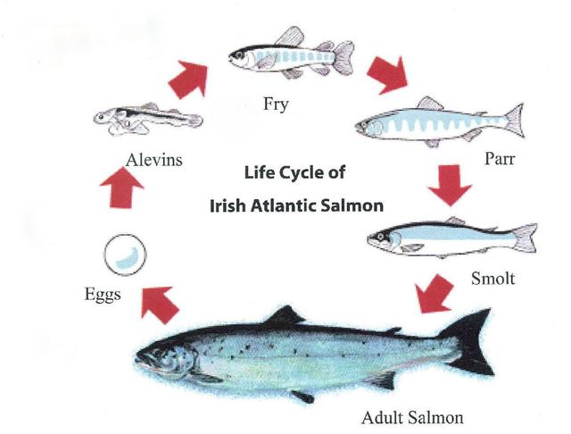 The diagrams show the life cycle of the salmon, from birth to mating and all that lies between. In the first place,