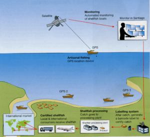 The diagram shows the process of labelling shellfish for the international market.

Summarize the information by selecting and reporting the main features.