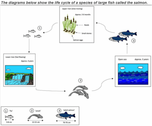 The diagram below show the life cycle of a species of large fish called the salmon. Summarise the information by selecting and reporting the main features, and make comparison where relevant.