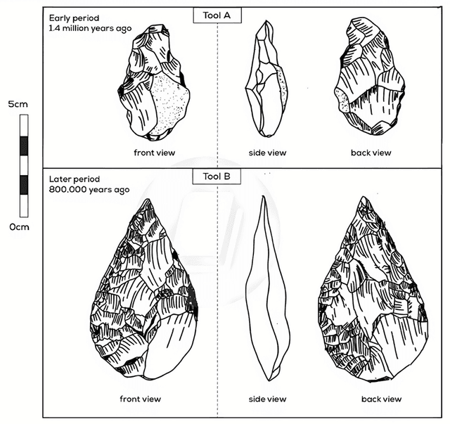 The diagrams below show two cutting tools made from stone. They are from an early period and a later period of human history. The tools were made by breaking off small pieces of stone.