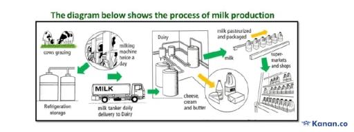 The diagram shows the process by which milk and related products are produced.

Summarise the information by selecting and reporting the main features.