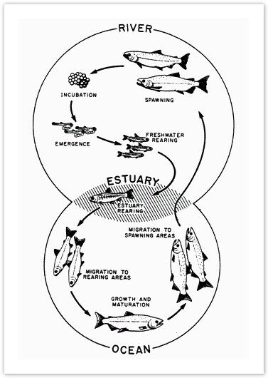 The diagram below shows the life cycle of a salmon, from egg to adult fish.