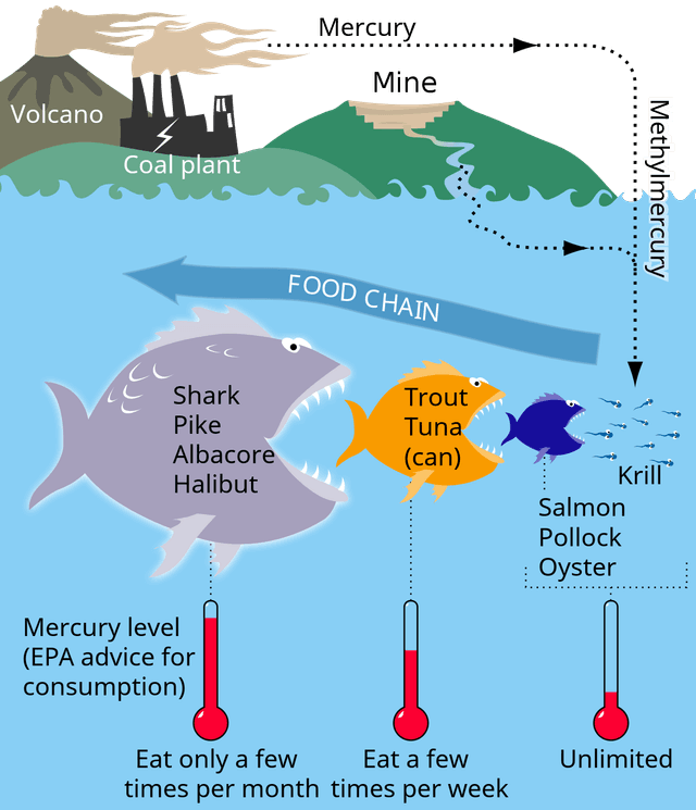 The diagram below gives information about how mercury gets into the food chain. Summarize the information by selecting and reporting the main features and make comparisons where relevant.