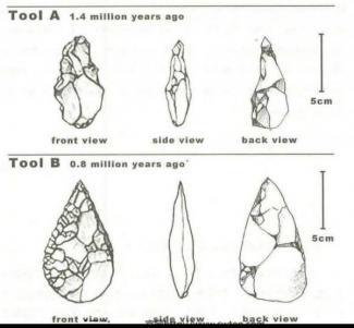 The diagrams below show the development of the horse. Summarise the information by selecting and reporting the main features and make comparisons where relevant.