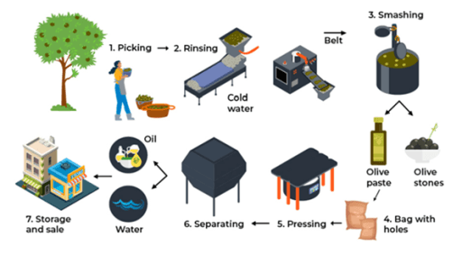 The diagram below gives information about stages of the process of producing of olive oil.