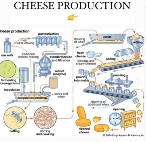 The diagram shows the process of cheese making summarize information by selecting and reporting the main features and make comparisons where the relevant