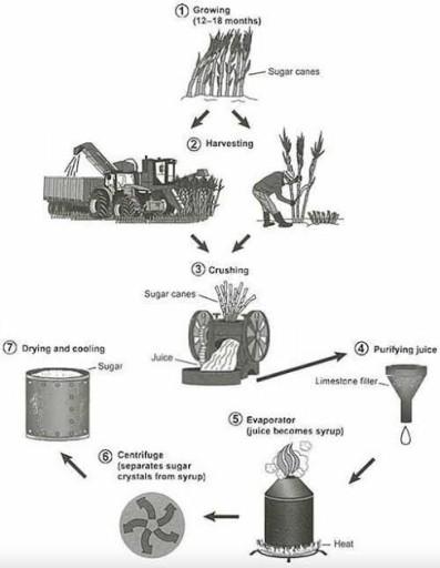 graphs below shows the manufacuring process for making sugar from sugar cane.

Summarise the information by selecting and reporting the main features, and make comparisons where relevant.