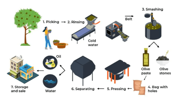 The diagram below shows the production of olive oil.