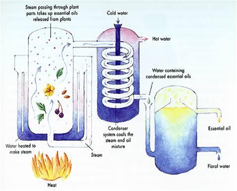 the following diagram shows how essential oil is produced from leaves