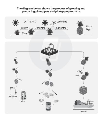 The diagram illustrates how the pineapples are cultivated and later processed into different types of products.