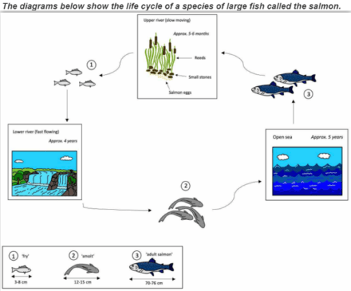 The diagram below shows the life cycle of a species of large fish called the salmon. Summarise the information by selecting and reporting the main features and make comparison where relevant.