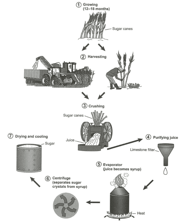 The diagram  shows the manufacturing process for making sugar from sugarcane