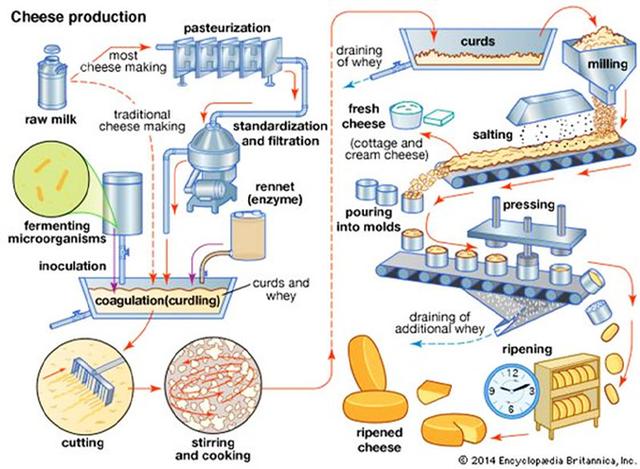 The diagram below shows the process of making cheese. Summarise the information by selecting and reporting the main features and make comparisons where relevant. Công Thành.