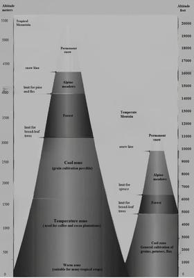 The provided diagram illustrates the differentiations in temperature zones between tropical mountains and temperate mountains.