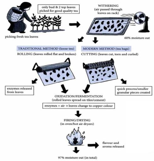 The diagram below shows two different processes for manufacturing black tea. Summarise the information by selecting and reporting the main feature. and make the comparison where relevant.