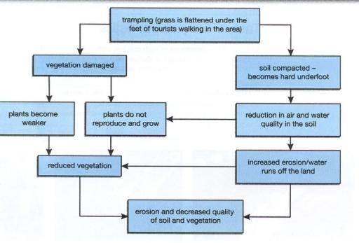 The flow chart shows "trampling", the negative effect of tourists walking in the countryside for the environment. Summarize the informtion by selecting and reporting the main features.