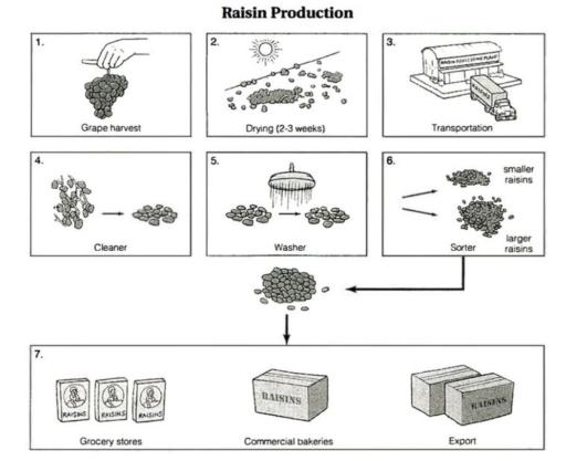 The diagram shown below shows the process of making raisin