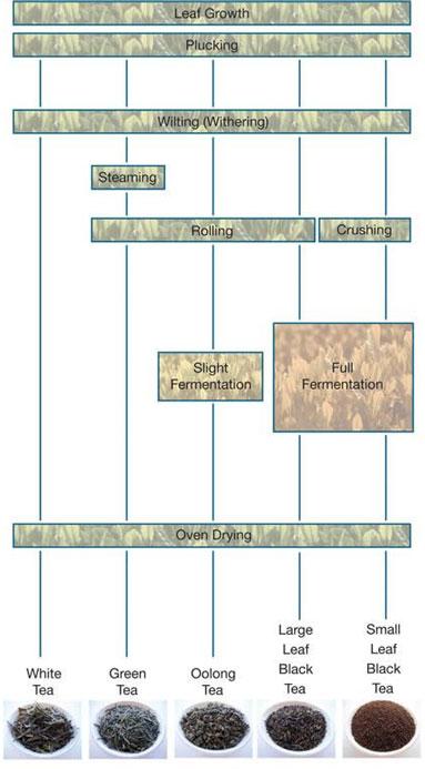 The diagram illustrates the steps and equipment involved in the process of producing five different types of tea from tea leaves.