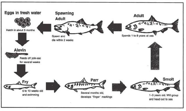 The diagram below shows the life cycle of the salmon. Summarize the information by selecting and reporting the main features and make comparisons where relevant.