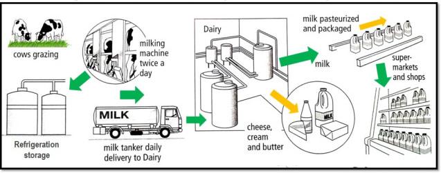 The diagram below shows the production and processing of milk production for commercial sale.

Summarise the information by selecting and reporting the main features, and make comparisions where relevant.