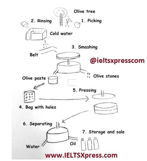 The diagram below shows the process of producing olive oil in some main steps.