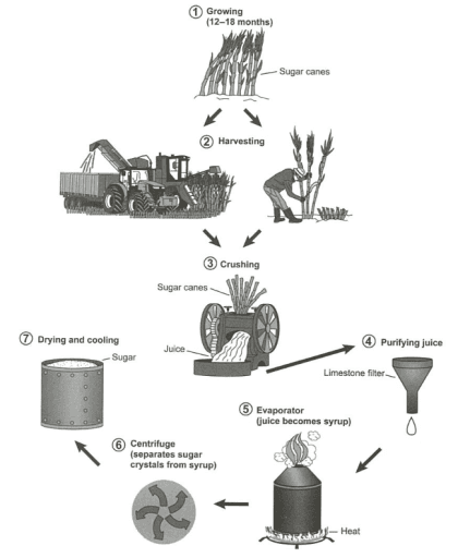 The diagram below shows the manufacturing process for making sugar from sugar cane .

Summarize the information by selecting and reporting the main features and make comparisons where relevemt