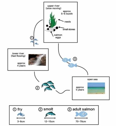 The diagrams below show the life cycle of a specie of large fish called the salmon.

Summarise the information by selecting and reporting the main features,and make comparisons where relavant.