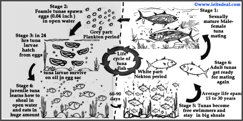 The diagram shows the life of a special type of tuna fish.