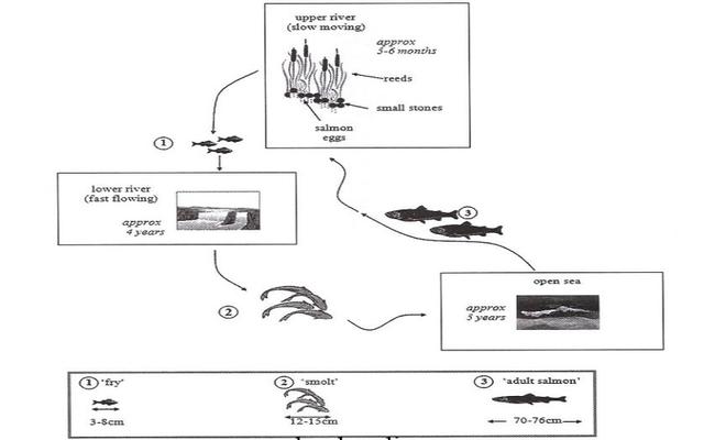 The diagram which illustrates processes of life cycle of a specie of large fish named the salmon.