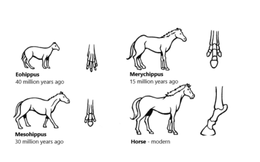 The diagrams below show the development of the horse over a period of 40 million years.

write a report a univeraity decribing the information shown below.