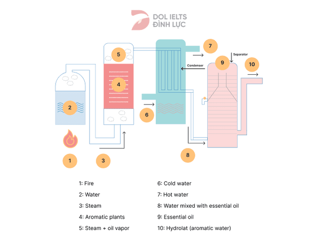 The diagram below shows how oil is extracted in the production of perfume. Summarise the information by selecting and reporting the main features, and make comparisons where relevant.
