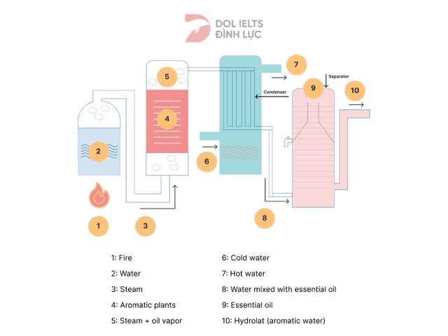 The diagram below shows how oil is expected in use of production of perfume Summarise the information by selecting and reporting the main features, and make comparisons where relevant. 