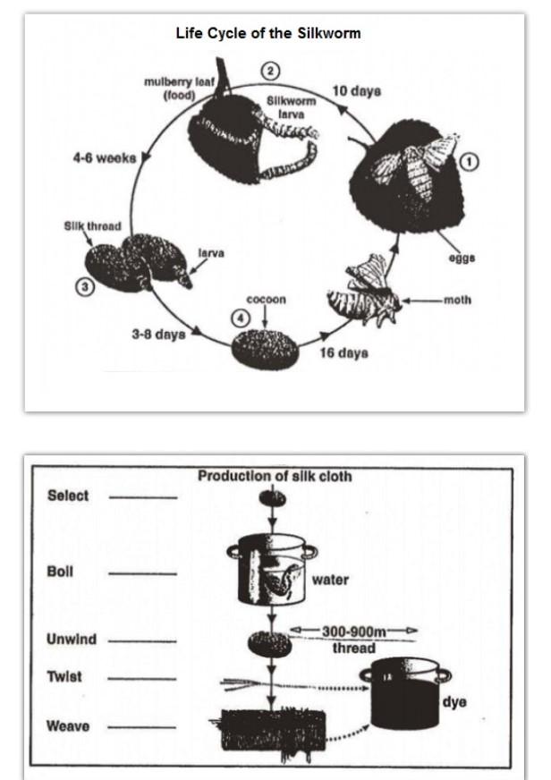 The diagrams below show the life cycle of the silkworm and the stages in the production of silk cloth.

Summarise the information by selecting and reporting the main features, and make comparisons where relevant.

» Write at least 150 words.