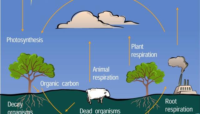 The diagram shows the stages in the cultivation and management of a forest. Summarise the information by selecting and reporting the main features, and comparisons where relevant.