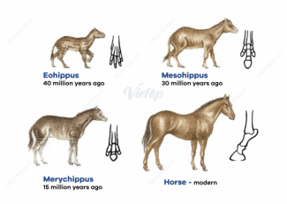The diagrams below show the development of the horse over a period of 40 million years. Summarise the information by selecting and reporting the main features, and make comparisons where relevant.