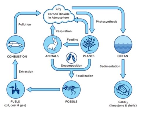 The diagram below shows the carbon cycle. Summarise the information by selecting and reporting the main features, and make comparisons where relevant. Carbon Dioxide in Atmosphere Pollution Respiration Feeding COMBUSTION ANIMALS OCEAN Decomposition Sedimentation Extraction Fossilization FUELS (oll, coal & gas) FOSSILS (limestone & shells)