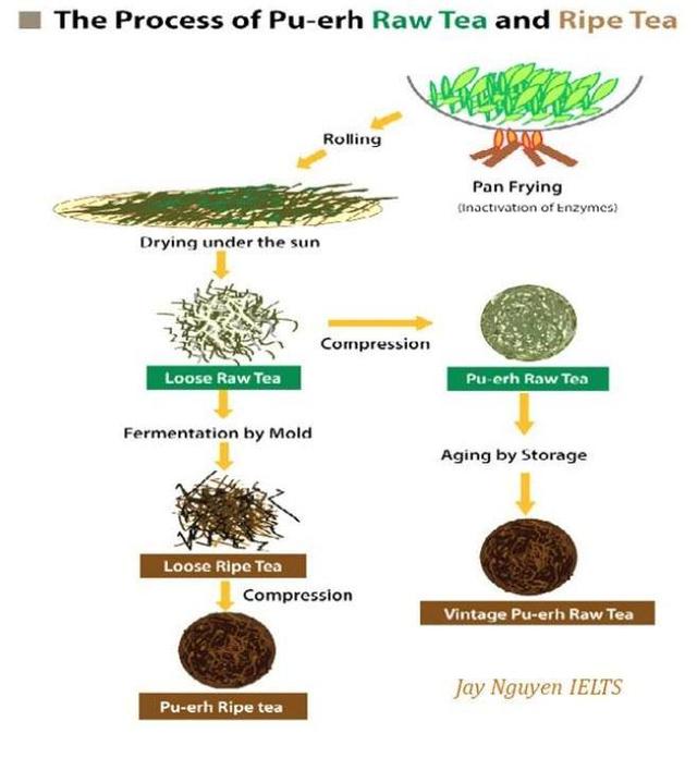 The diagram shows the Process of Pu-erh Raw Tea and Ripe Tea. Summarise the information by selecting and reporting the main features and make comparisons where relevant.