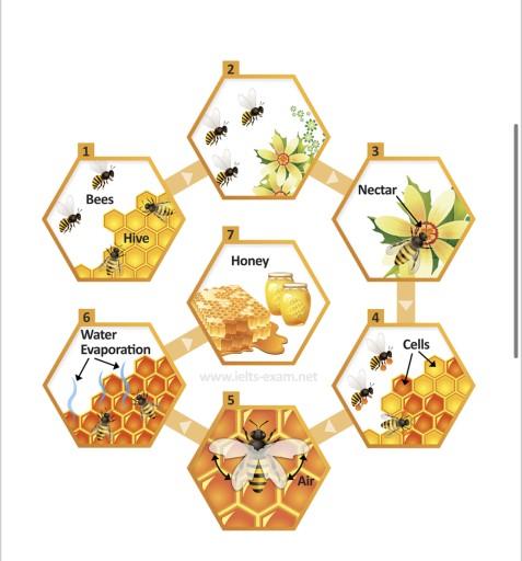 The diagram illustrates how bees produce honey. Summarize the information by selecting and reporting the main features and make comparisons where relevant.