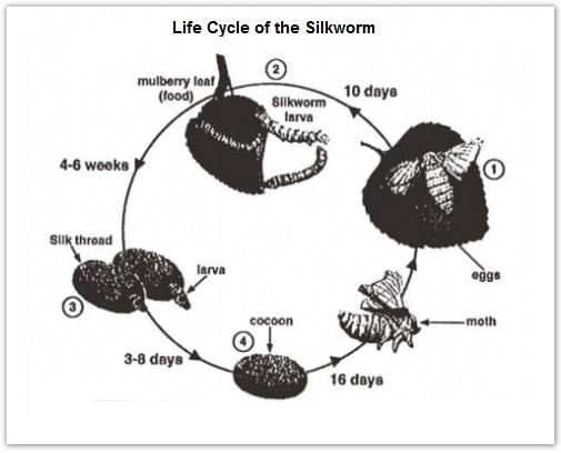 The diagrams below show the lifecycle of the silkworm and the process for

producing silk cloth.

Summarise the information in the charts and make comparisons where

appropriate.