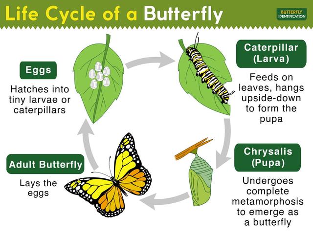 This diagram gives information about the lifecycle of a butterfly, from the moments when it appeared till its adulthood.