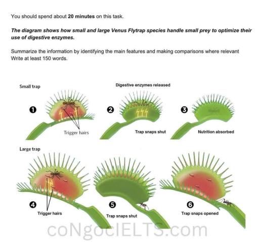 The diagram shows how small and large Venus Flytrap species handle small prey to optimize their use of digestive enzymes Summarise the information by selecting and reporting the main features, and make comparisons where relevant.