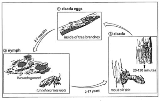 The diagram below shows the life cycle of an insect called the cicada. Summarise the information by selecting and reporting the main features, and make comparisons where relevant.